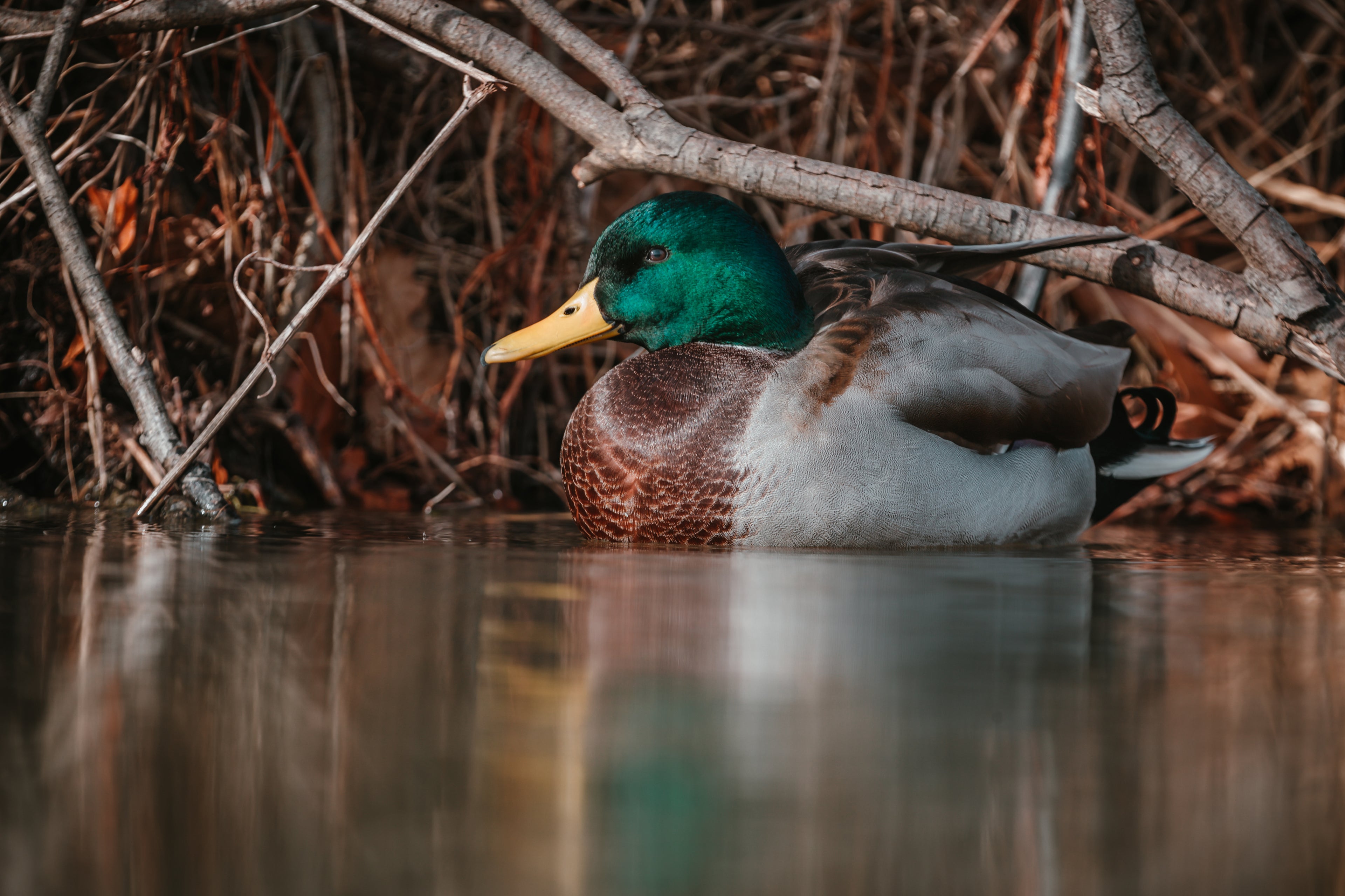 Canadian Duck Hunter